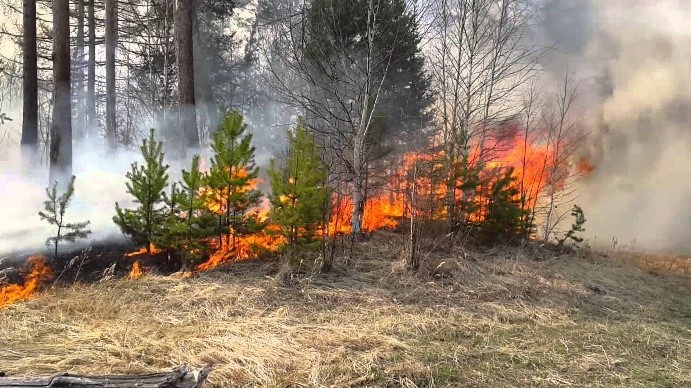 Лесные пожары